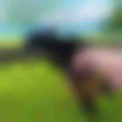 Clește pentru coliere | ZIPFLEX